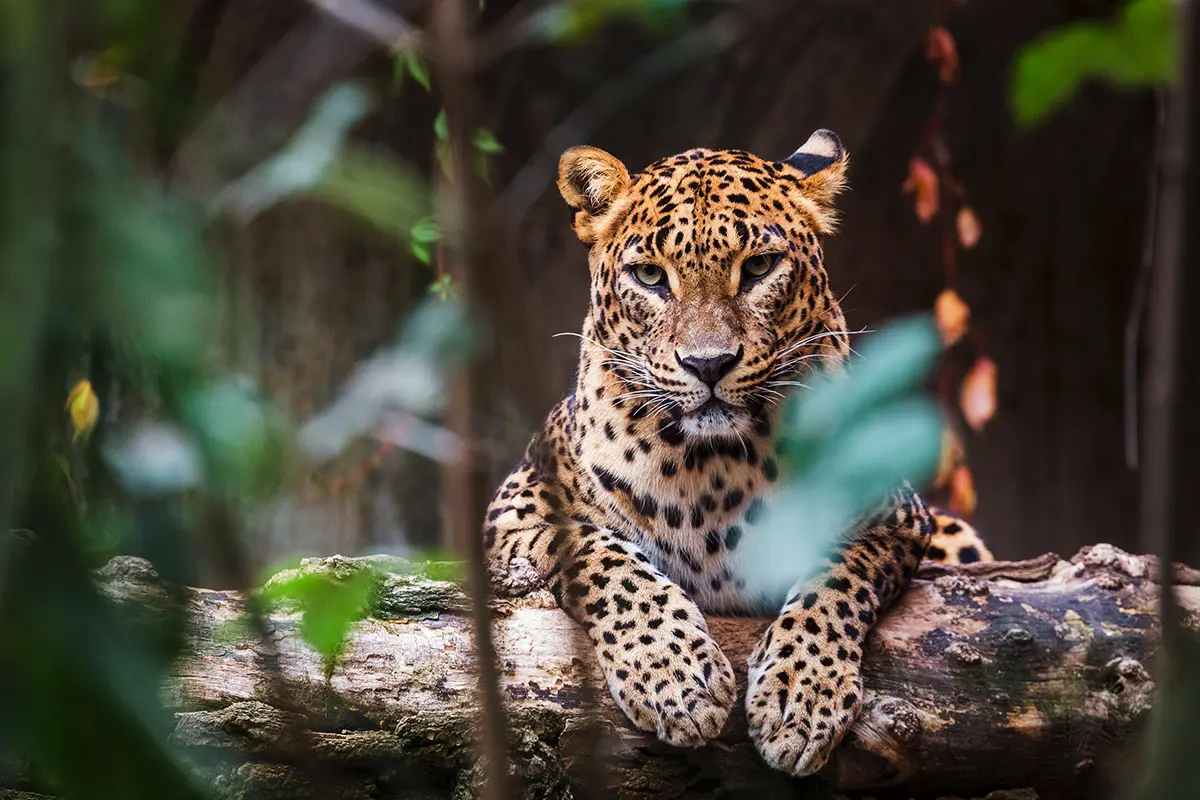 Leopards, Elephants & Beyond