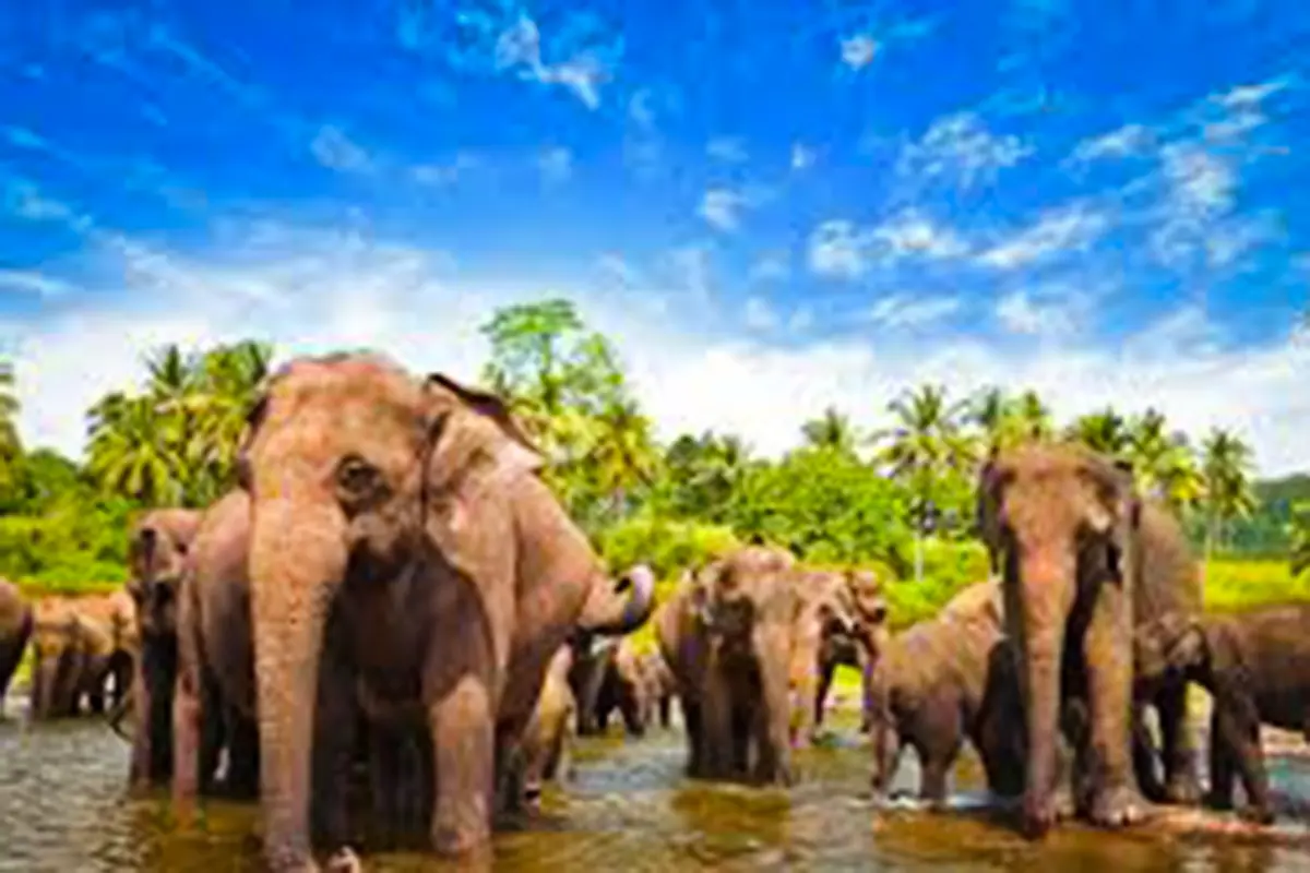 Sri Lanka Ultimate Wildlife Escape