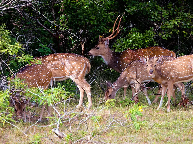 Rare Wildlife & Safari Wonders